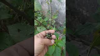 मकोयकापौधा मकोयकेफायदे makoyplant nature plants greenry villagelife pahari uttrakhandvlog [upl. by Odnomyar]