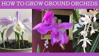 How to grow Chinese ground orchids Bletilla striata Pleione formosana amp Calanthe aristulifera [upl. by Fruin]