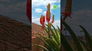 Blooming aloes aloe aloeverablosso clips fypagefreedomreels shortsfreelife Lifestylefyp [upl. by Woodward]