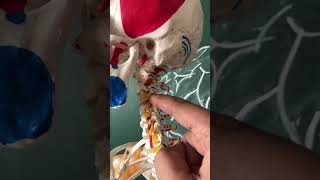 Spine amp Spinal Nerve  Neck Pain Cervical Sciatica trending viralvideo shorts [upl. by Pomeroy]