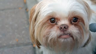 Are there any breedspecific requirements for Shih Tzu grooming competitions 1 [upl. by Signe]