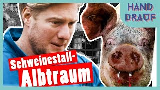 DGS  Bestrafung Marc kriegt Panik im Schweinestall  DSDN [upl. by Odlanra728]