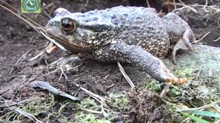 Bufo spinosus SAPO COMÚN [upl. by Tirrej527]