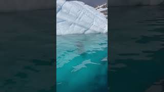 Leopard seal throws a partially eaten penguin natureismetal keepnaturemetal [upl. by Suiddaht892]