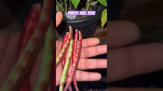 Growing Purple Hull Peas in Containers shorts garden growth [upl. by Aiciram]