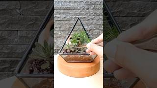 Terrarium styling inspiration foryou shorts plantparent plants houseplants gardeningtips fyp [upl. by Aifas]