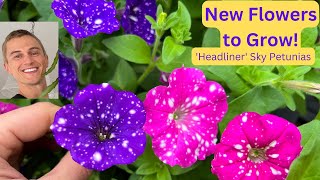 Headliner Sky Petunias  Try these New Plants [upl. by Selij]