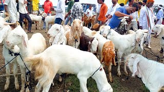 Dewas Bakra Mandi Live update 5 September 2024 [upl. by Meagan]