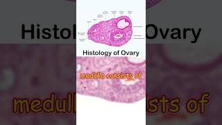 quotOvary Histology Key Features and Essential Conceptsquot [upl. by Anayk]