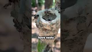 This is What a Hummingbirds Nest Looks Like [upl. by Aivalf]