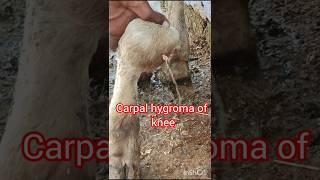 Tretment of carpal hygroma of knee in heafer घुटनों में सूजन का इलाजvillagevlogVickyPansari [upl. by Qidas95]