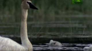 Ultimate Animal Dads Trumpeter Swans [upl. by Nitsir]