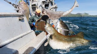 Unbelievable Hundreds of Tons of Cod Hauled In Daily with HiTech Longlines [upl. by Yelraf]