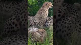 Cheetah Mum and cubs feeding together [upl. by Adlare601]