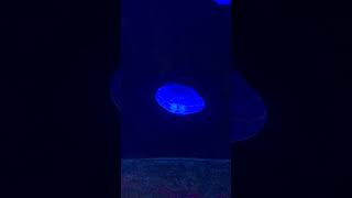 jellyfish lullaby  jellyfish for kids  Flora and Fauna shorts viral youtubeshorts [upl. by Kunin797]