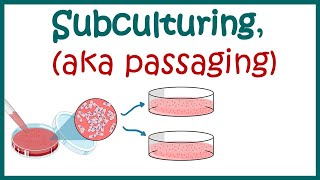 Subculturing cells  Cell culture basics [upl. by Aysa]