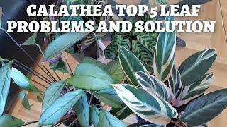 Calathea Plant problems and easy fixes  TOP 5 [upl. by Annav]