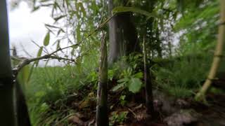 Incense bamboo Phyllostachys atrovaginata timelapse [upl. by Ertha]