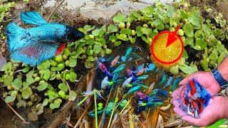 Wow a lot of beautiful fish finding Plakat Rosetail Feather Tail Betta fish and fish for raising [upl. by Henryk]