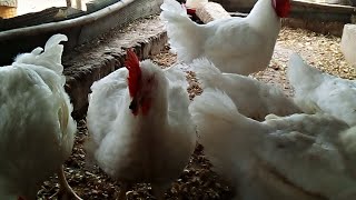 Élevage chicken breedingMes poulets adorent ceci 👉👉 [upl. by Kaazi526]