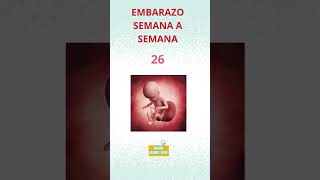 Embarazo semana a semana embarazo embarazada padres hijos amor [upl. by Zetes509]