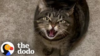 Cat Wont Stop Hissing At Her Pet Sitter  The Dodo [upl. by Seyler]