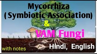 Mycorrhiza amp VAM Fungi with Symbiosis Association explain hindi and english with full notes [upl. by Donia]