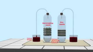 SEEDS respiration exp 01 Gas Exchange [upl. by Adnoloy563]