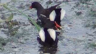 Common Moorhen [upl. by Rodrick]