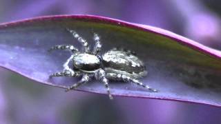 Menemerus bivittatus female ♀ Species Jumping Spider in plant  Tradescantia pallida purpurea [upl. by Zach]