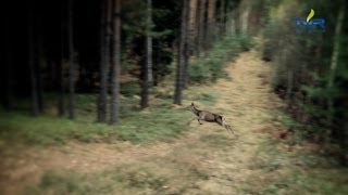 Darz Bór  odc 35  Wielkie Łowy Borów Dolnośląskich [upl. by Hufnagel]