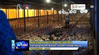 Kandang Ayam Broiler Sistem Closed House  Ratih TV Kebumen [upl. by Aryan]