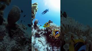 Egipt Diving Hurghada insta360x4 [upl. by Haropizt]