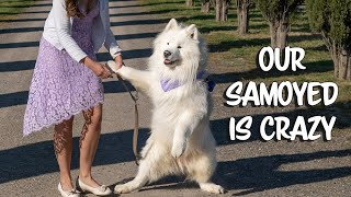 Funniest moments of our samoyed [upl. by Ellenwahs]