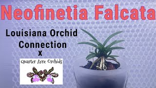 New Neofinetia Falcata  Quarter Acre Orchids Unboxing [upl. by Notsrik]