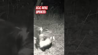 This also escalated quicklyoutdoors trailcamera eggroll nature wildlife skunks [upl. by Sutphin135]