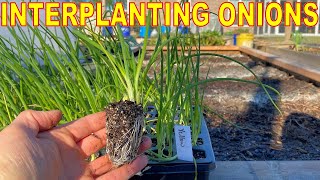 Planting ONIONS A Better Way Interplanting To Stop Pests amp Save Space [upl. by Niaz]