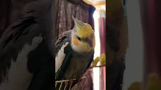 Cute Cockatiels Pebble Happy Sounds After Bath 💓 cockatiel parrot happy sounds shorts [upl. by Hako]