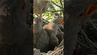 Feeding Frenzy Hungry Wild Babbler Bird Babies shortvideo youtubeshorts [upl. by Aeikan]