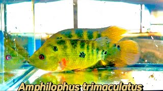 Amphilophus trimaculatus cichlid in my hatchery [upl. by Carolann]