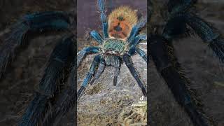 Chromatopelma cyaneopubescens are stunning gbb greenbottleblue tarantula shorts spider blue [upl. by Richlad]