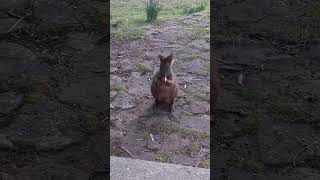 Watch a quotTasmanian Quokka aka Pademelon munch on an apple 🍎 🤣 youtubeshorts tasmania nature cute [upl. by Mendoza44]