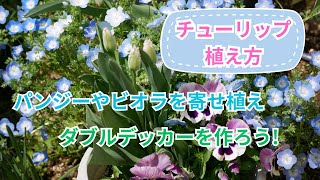 【チューリップの植え方 パート2】チューリップのダブルデッカーを作ろう球根とパンジー・ビオラなどを寄せ植え [upl. by Aillimac]