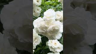 White Roses [upl. by Jobe]