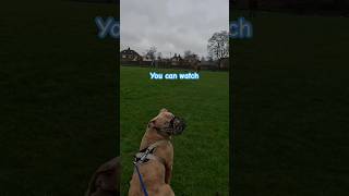 Banned Muzzled XLBully Living In 2024 Prejudice And Injustice dog xlbully bulldog dogwalk [upl. by Nikaniki]