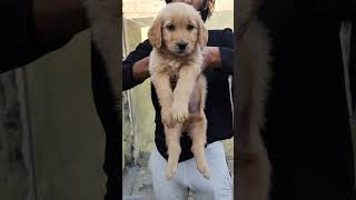 Pet care Golden Retriever Dog for sale Near me  8650006680 Golden Retriever Puppy for sale near me [upl. by Ittam]