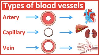 Types of blood vessels  Artery capillary amp vein  Easy learning video [upl. by Ellehcal436]