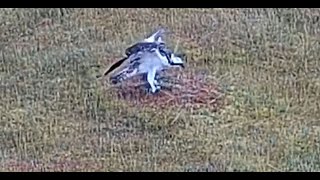 4 Sääksilive Osprey Cam in Finland Satakunnan sääkset Uhu is rescued 2024 08 09 20 02 22 817 [upl. by Castera]