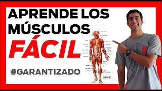 💪 MUSCULOS del CUERPO HUMANO anatomia ❗❗ FÁCIL Musculos de la pierna [upl. by Ketchan608]