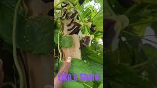 Mucuna Pruriens velvetbeans velvet veteran farmer homestead homesteading miami [upl. by Mersey]